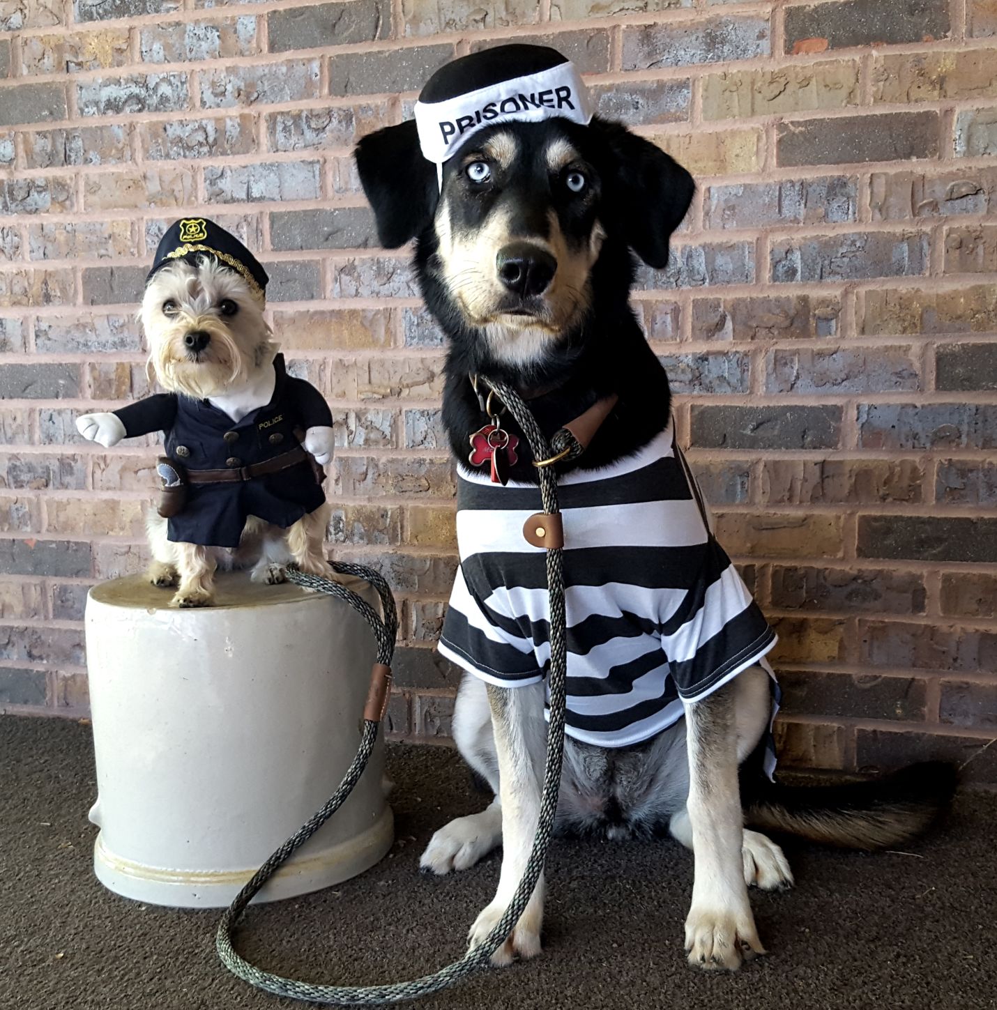 Pets in costume